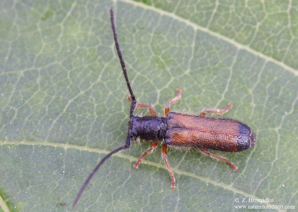 kozlíček, Tetrops starkii Chevrolat, 1859, Cerambycidae (Brouci, Coleoptera)